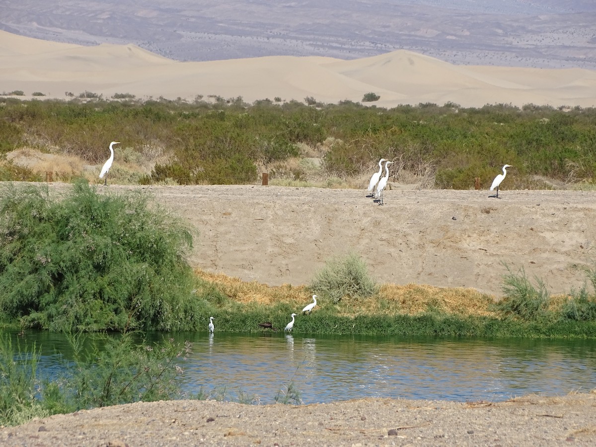 Great Egret - ML641764719