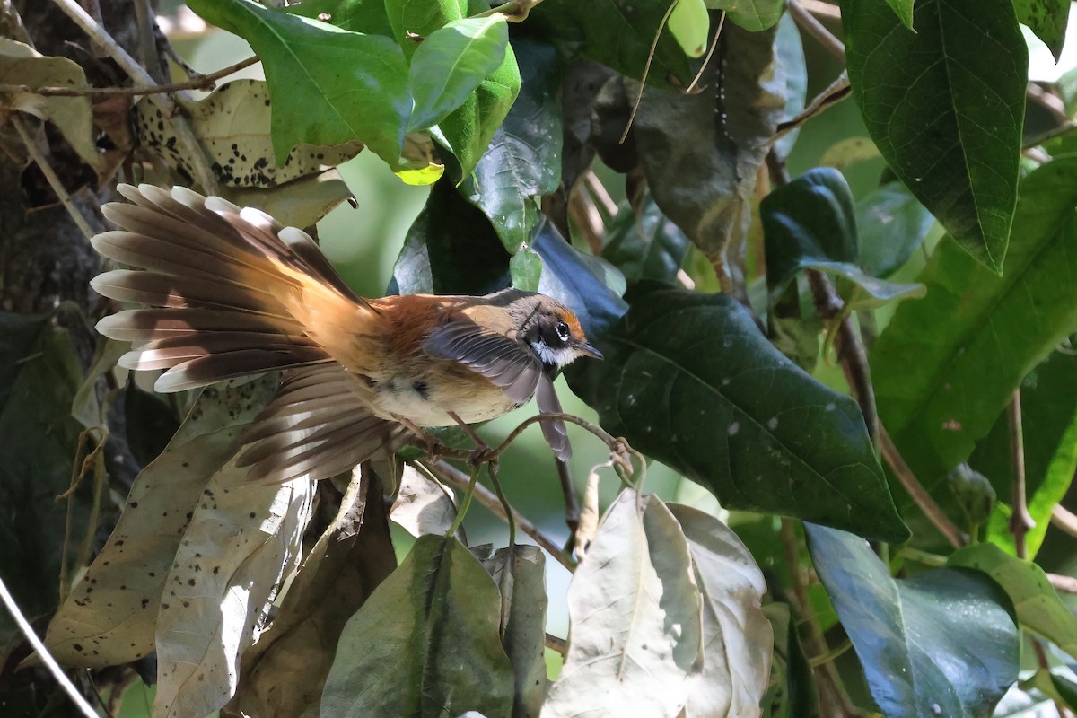 Australian Rufous Fantail - ML641764722