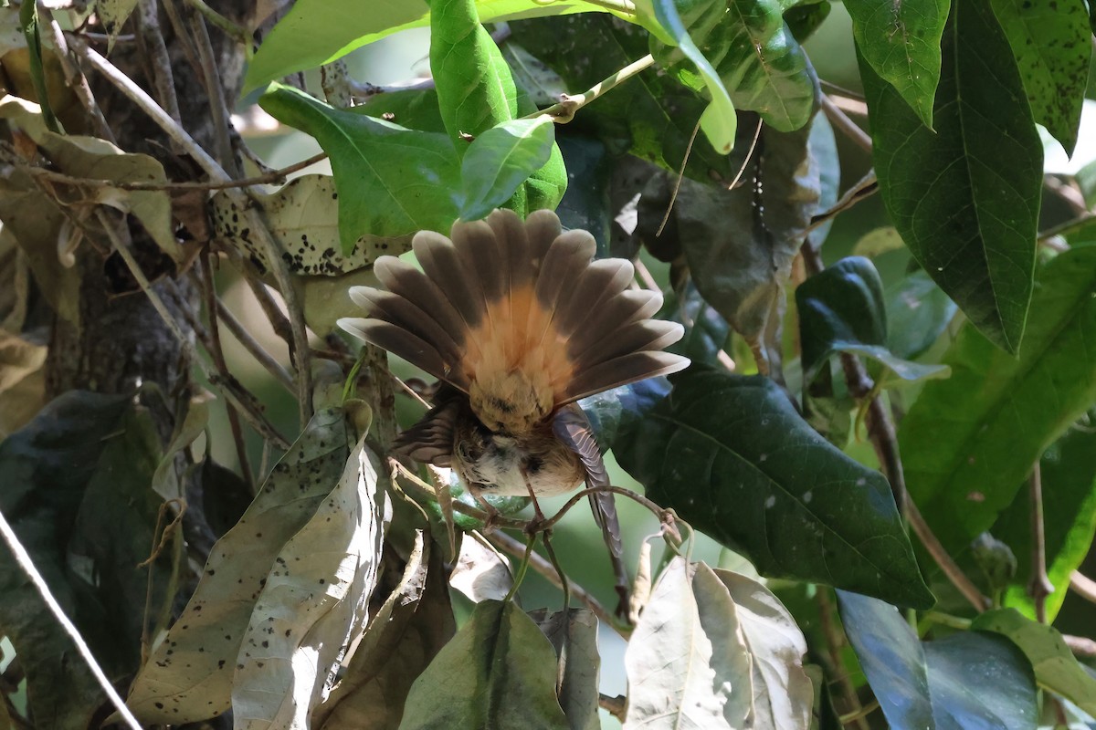 Australian Rufous Fantail - ML641764724