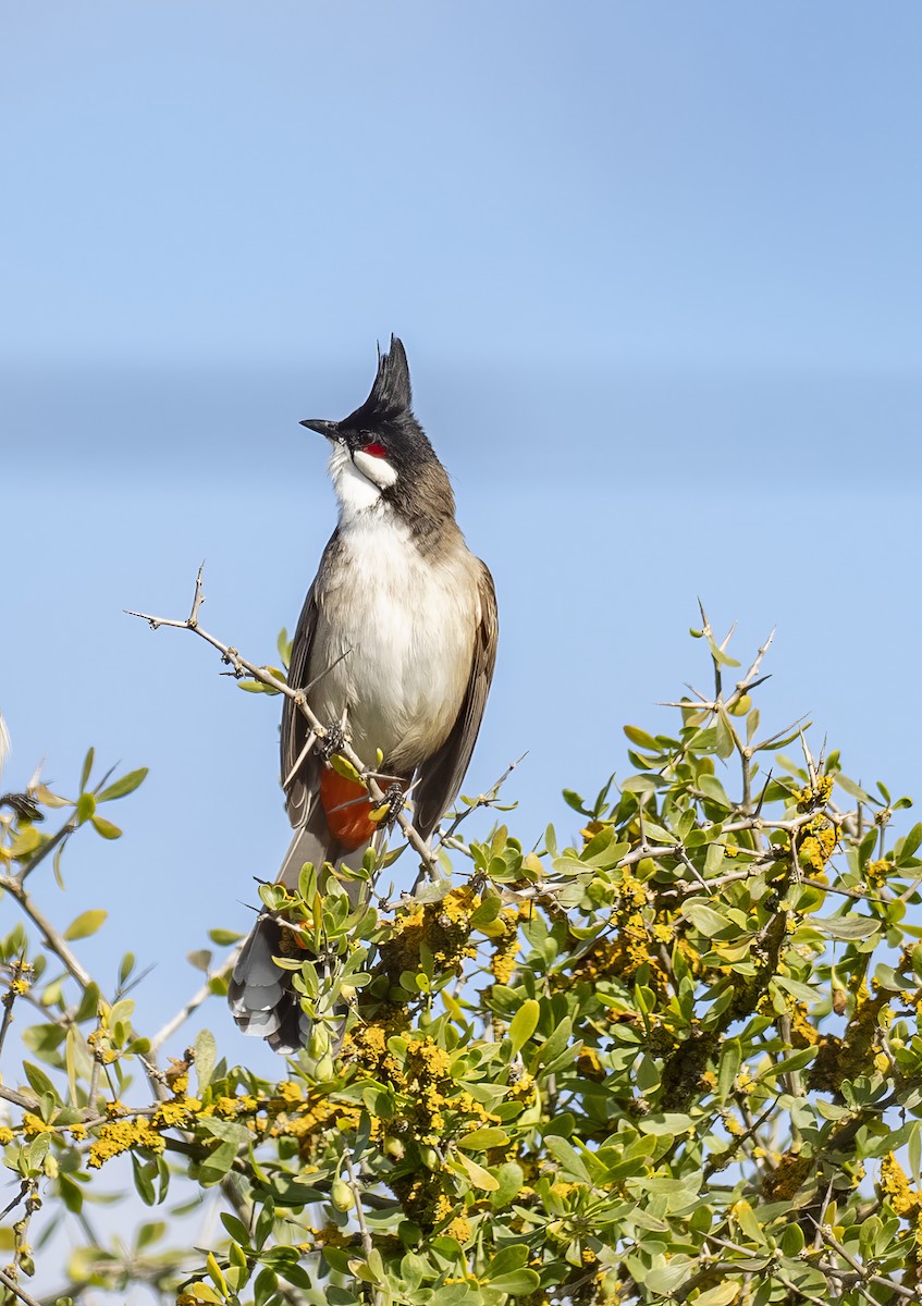 Red-whiskered Bulbul - ML641764774