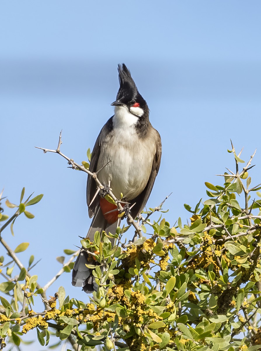 Red-whiskered Bulbul - ML641764775