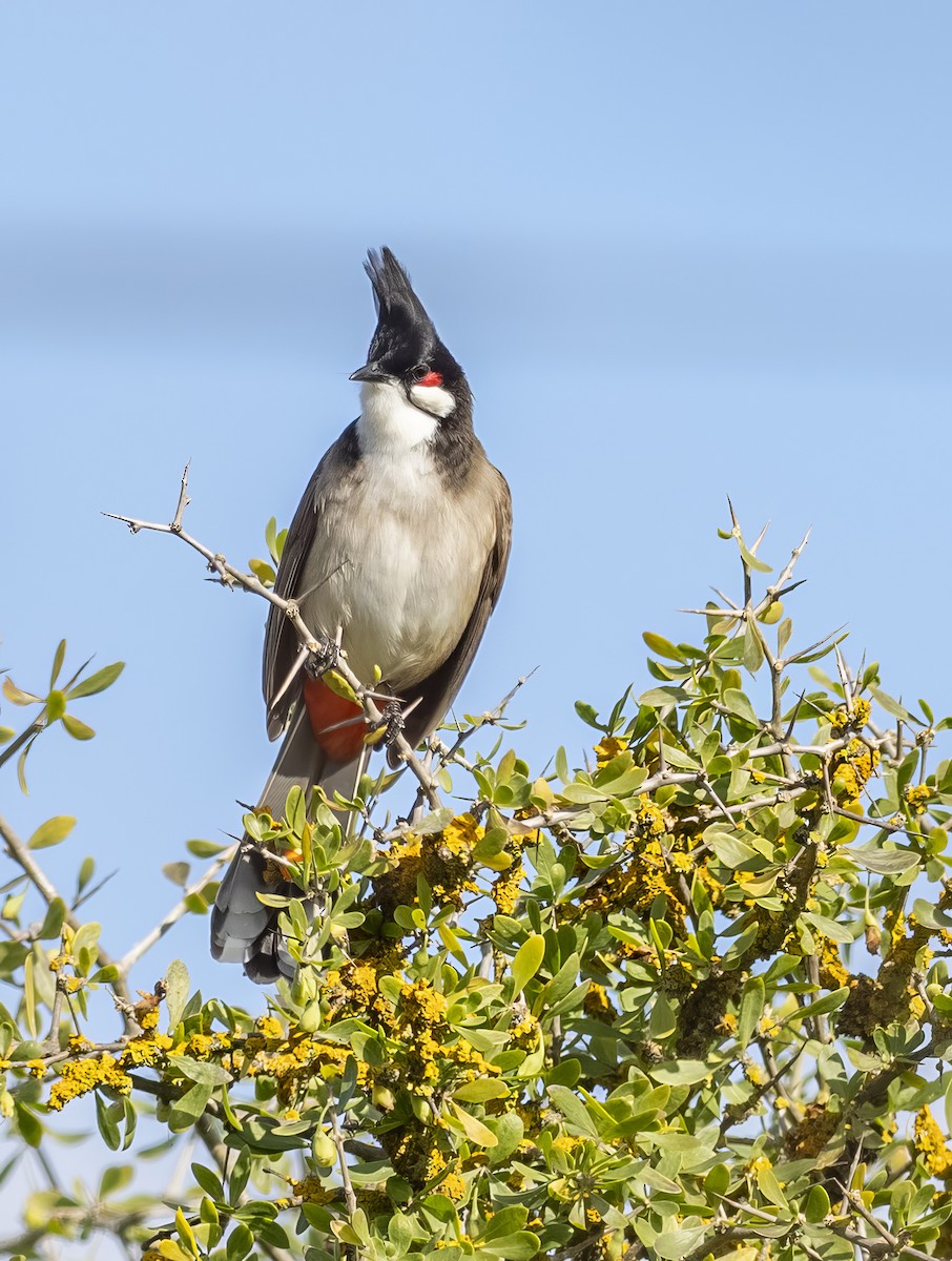 Red-whiskered Bulbul - ML641764776