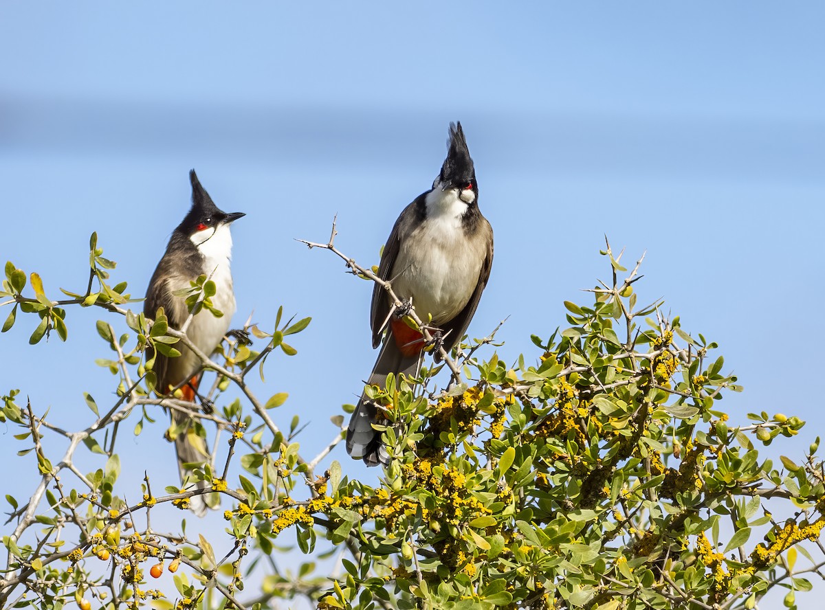 Red-whiskered Bulbul - ML641764777