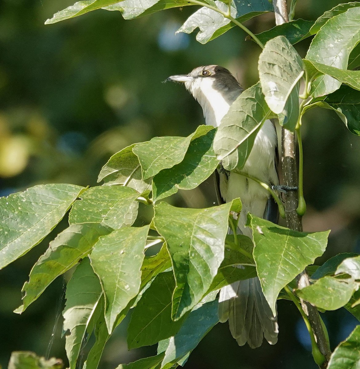 Black-billed Cuckoo - ML641764785