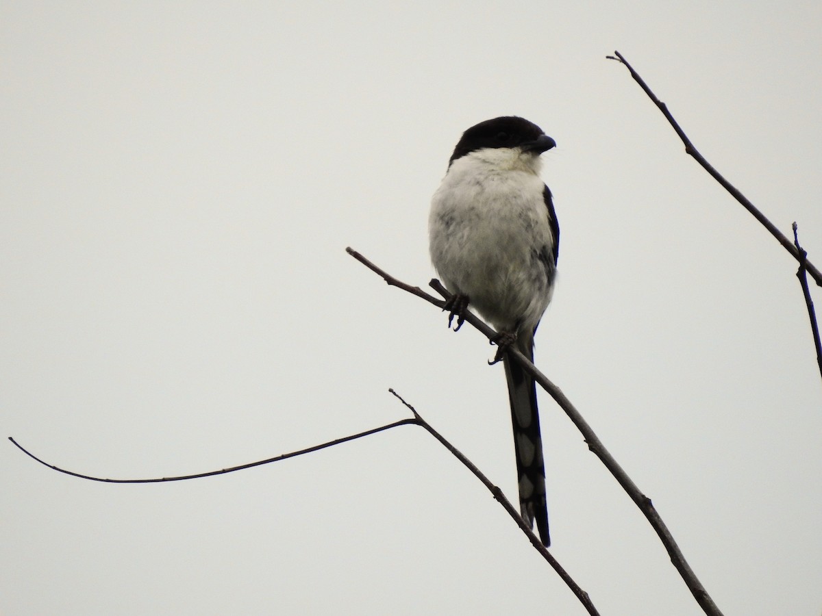 Northern Fiscal - ML641764787