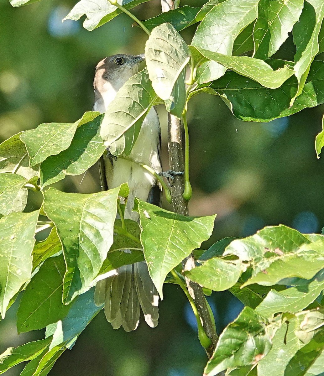 Black-billed Cuckoo - ML641764831