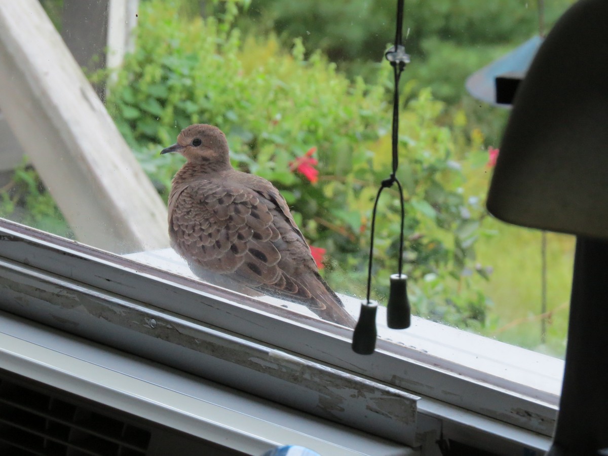 Mourning Dove - ML641764833