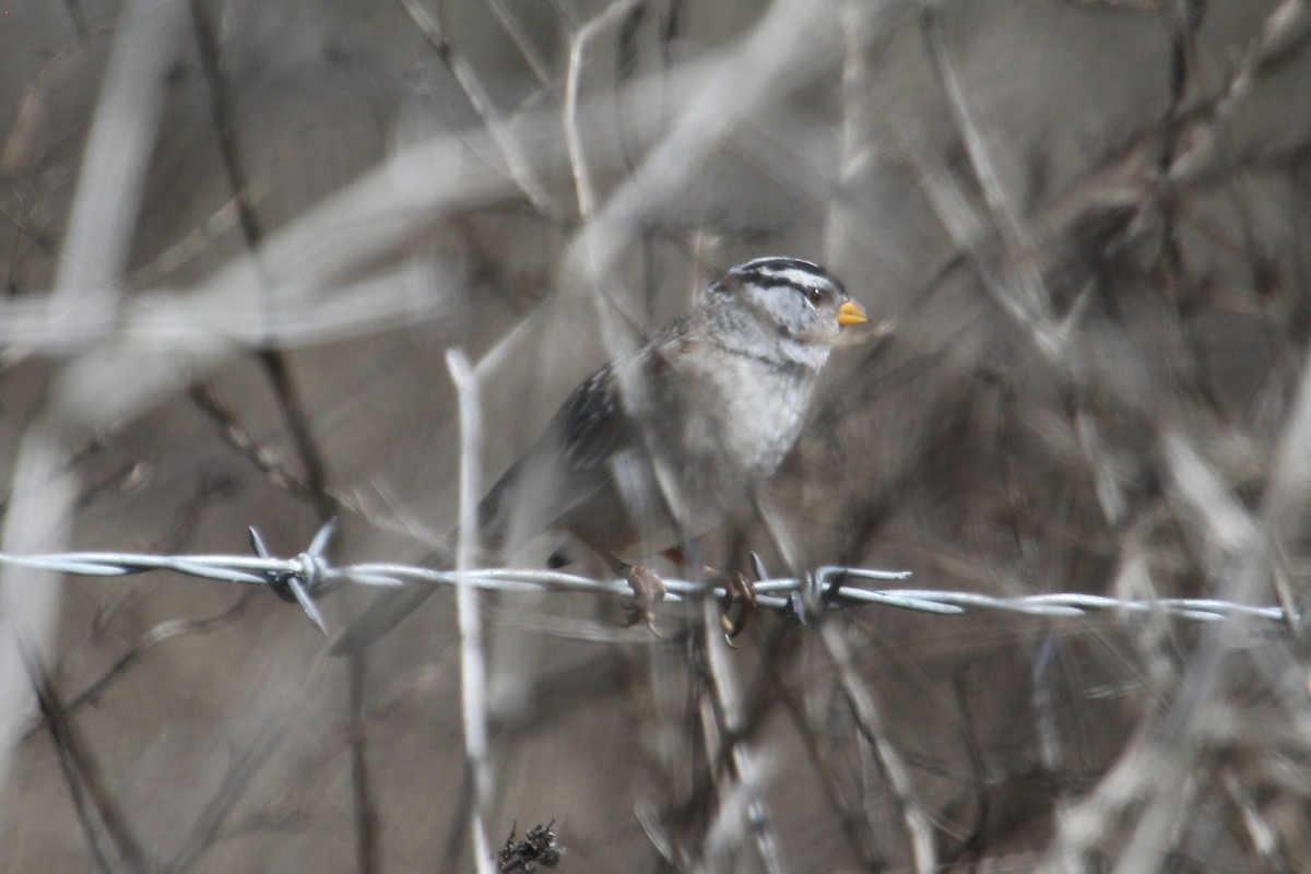 strnadec bělopásý (ssp. gambelii) - ML641764858