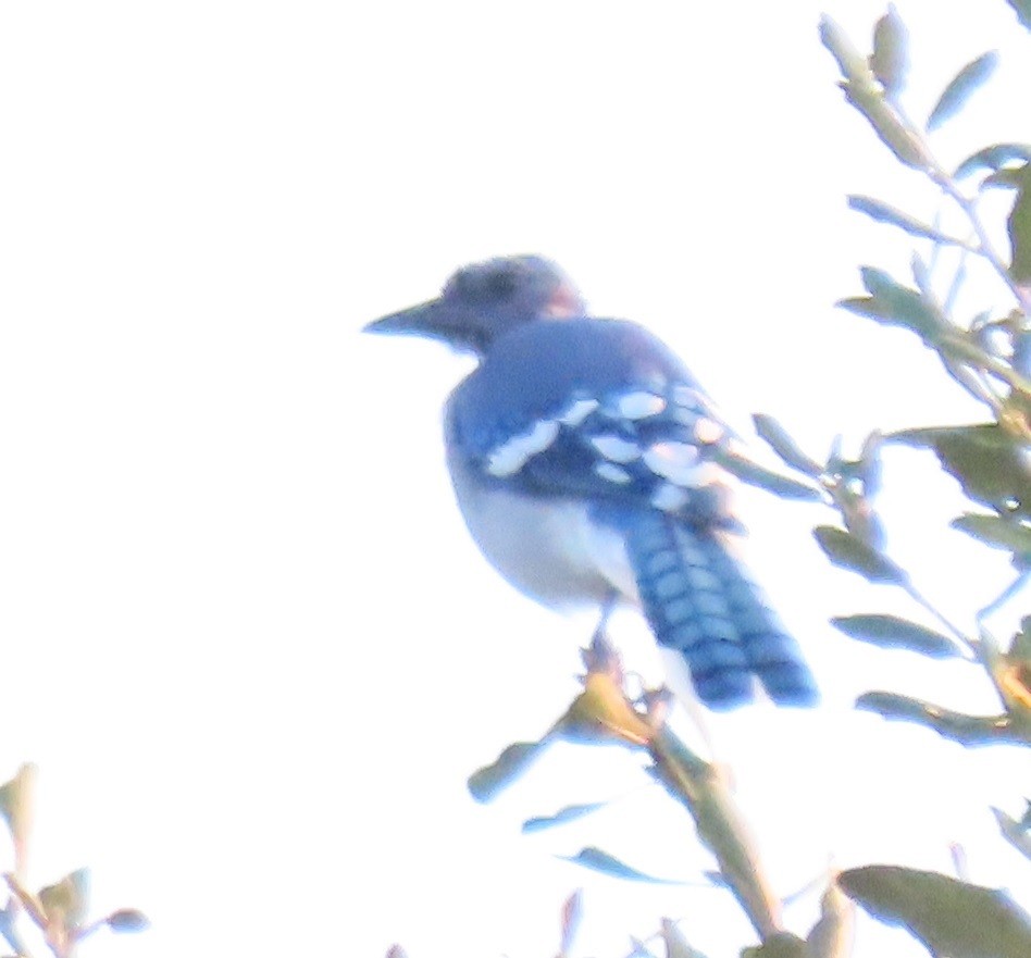 Blue Jay - ML641764938