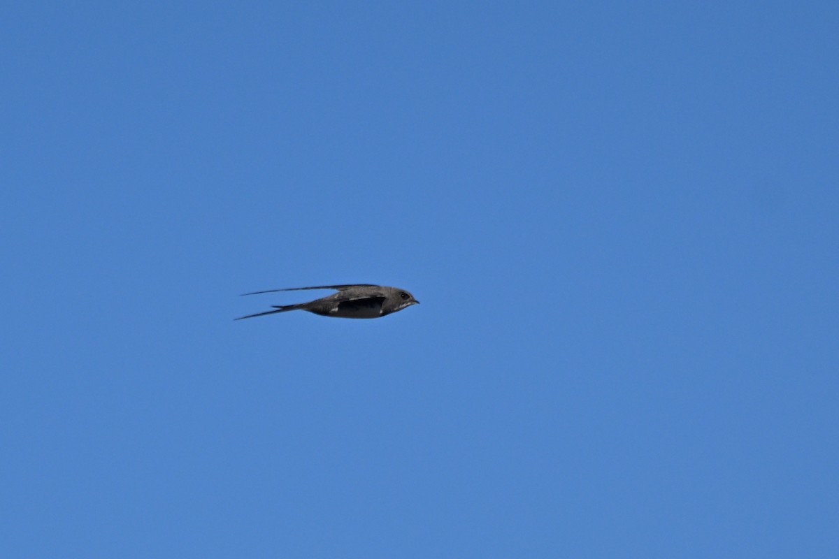Alpine Swift - ML641764970