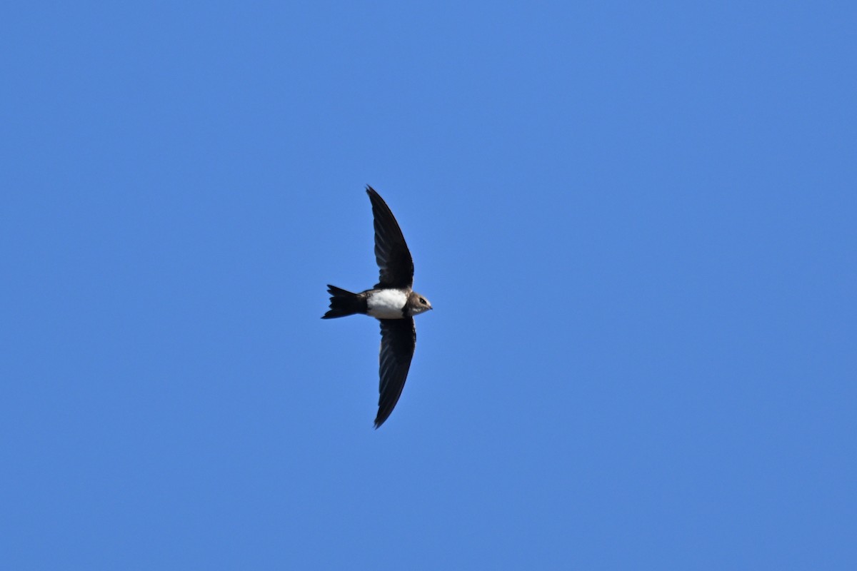 Alpine Swift - ML641764971