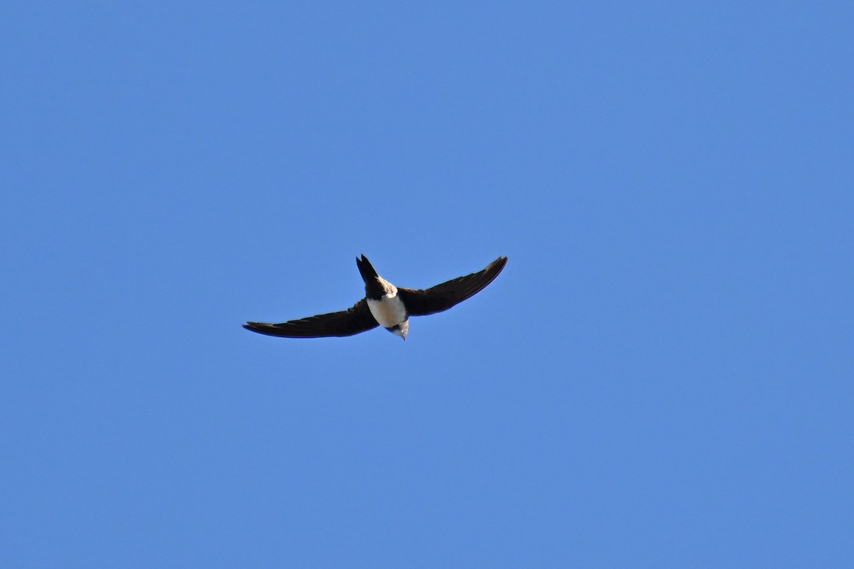 Alpine Swift - ML641764972