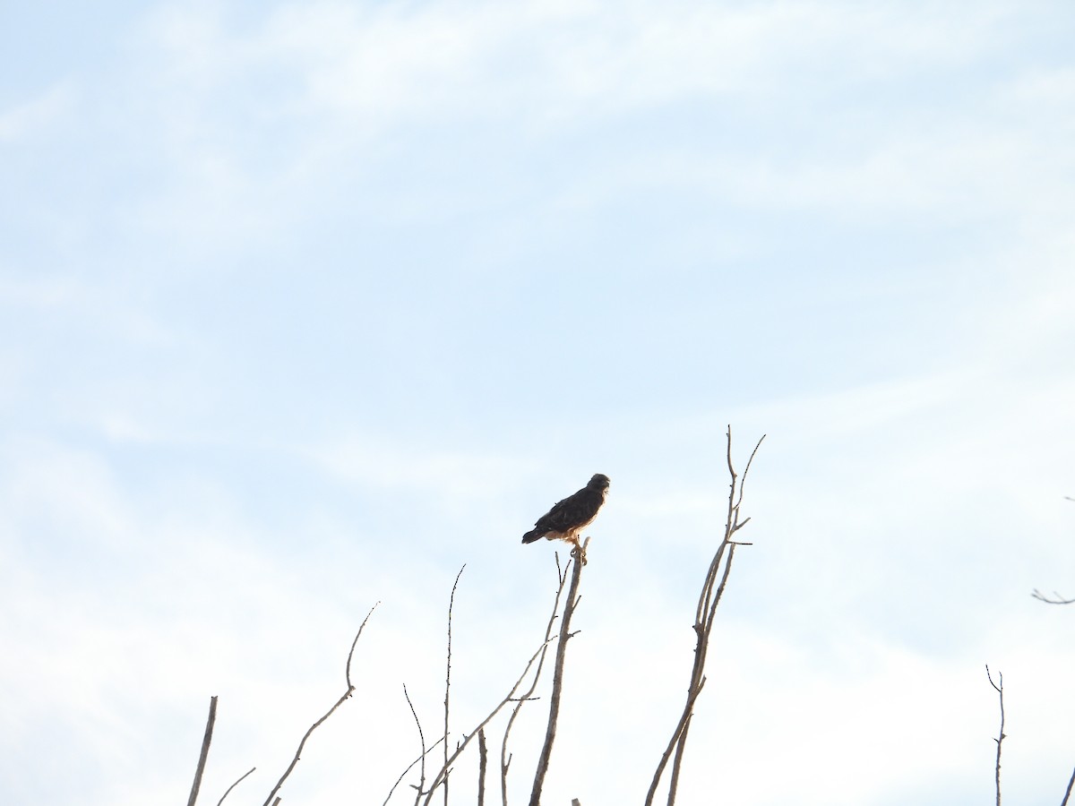 Red-tailed Hawk - ML641764979