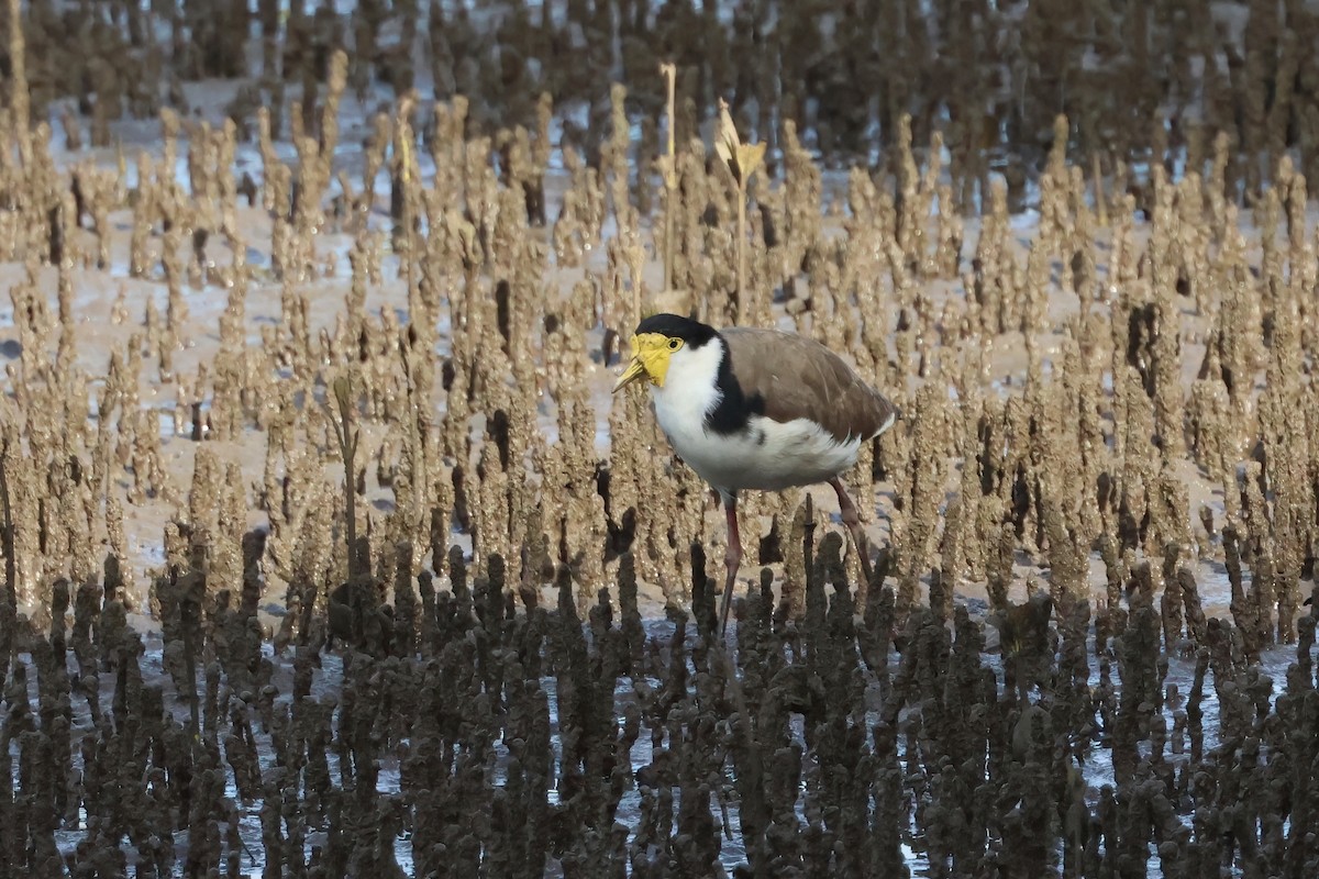 Masked Lapwing (Black-shouldered) - ML641764980