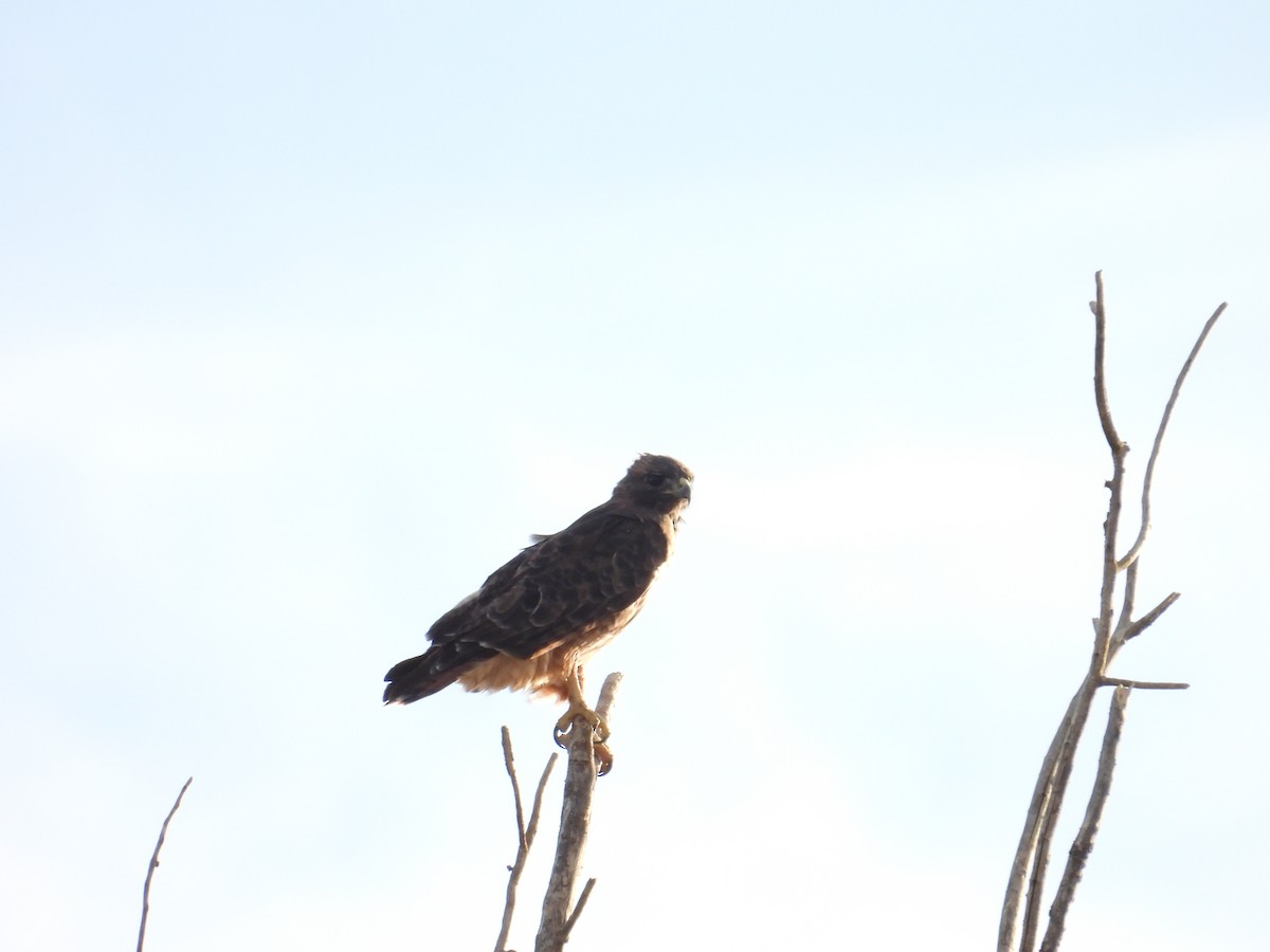 Red-tailed Hawk - ML641764986