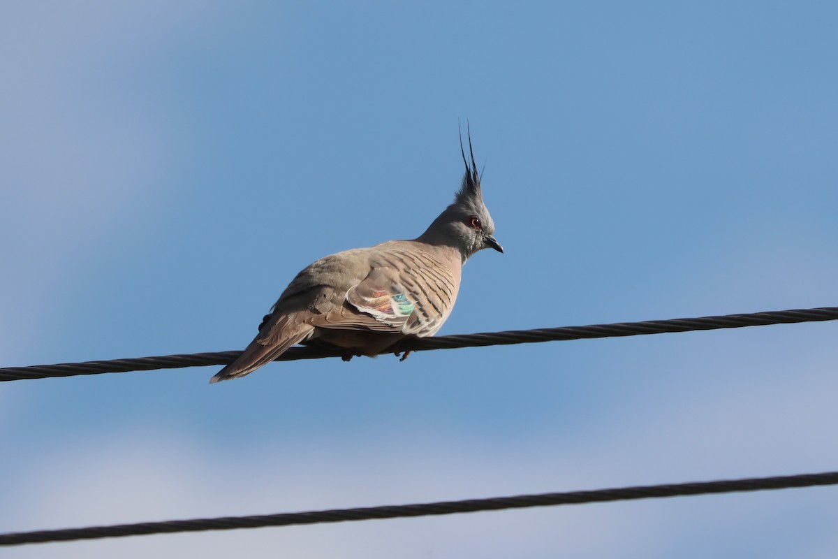 Crested Pigeon - ML641764991