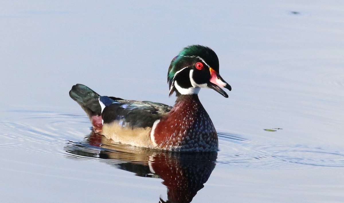 kachnička karolínská - ML641764994