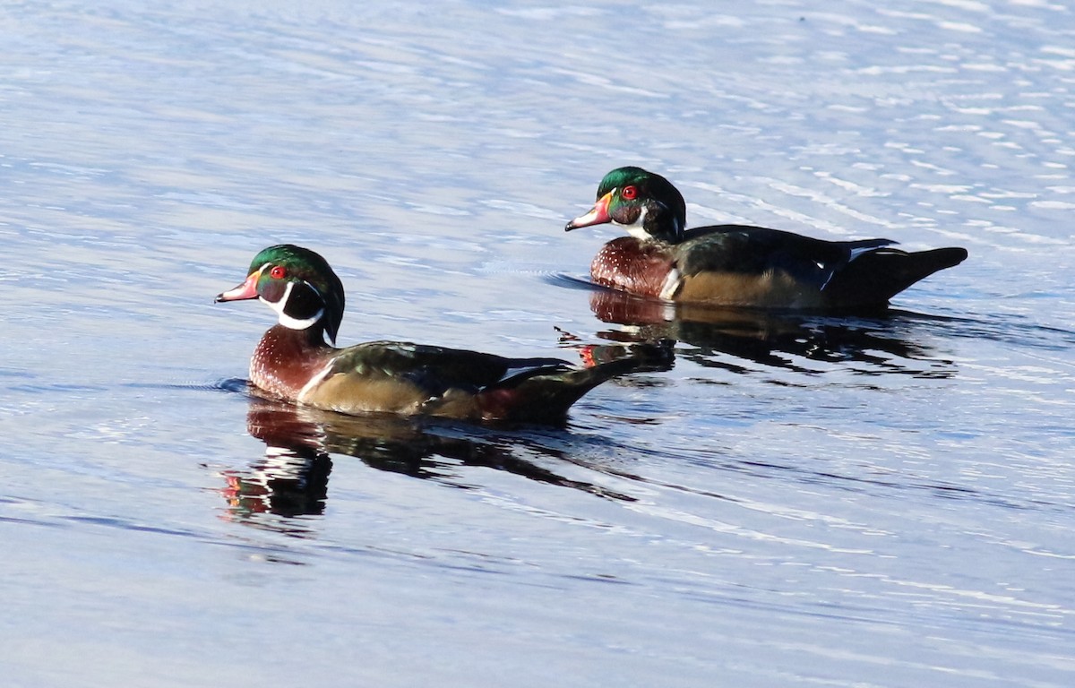 kachnička karolínská - ML641764997