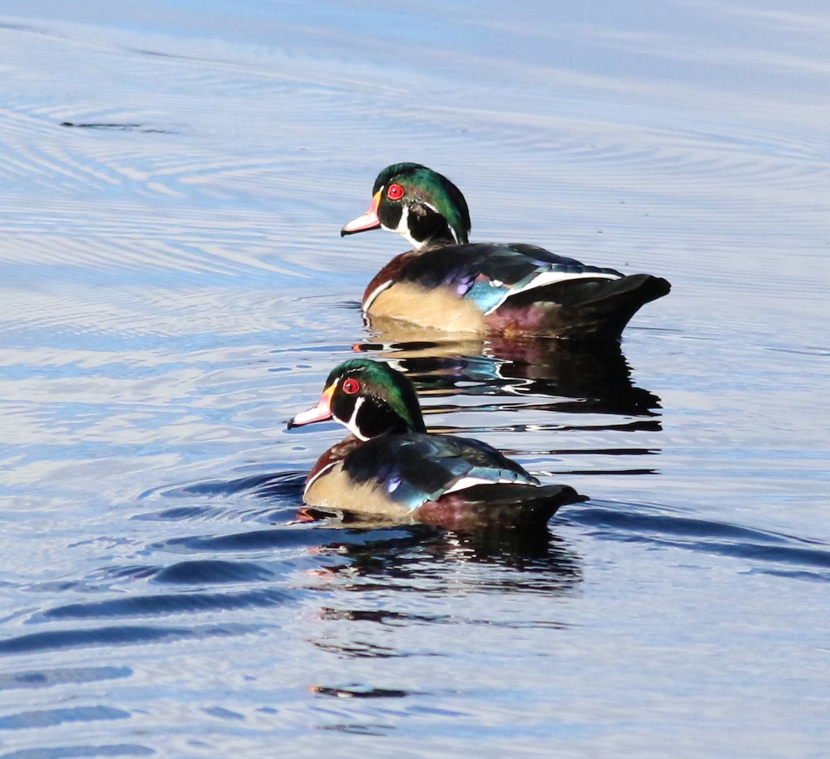 kachnička karolínská - ML641764998