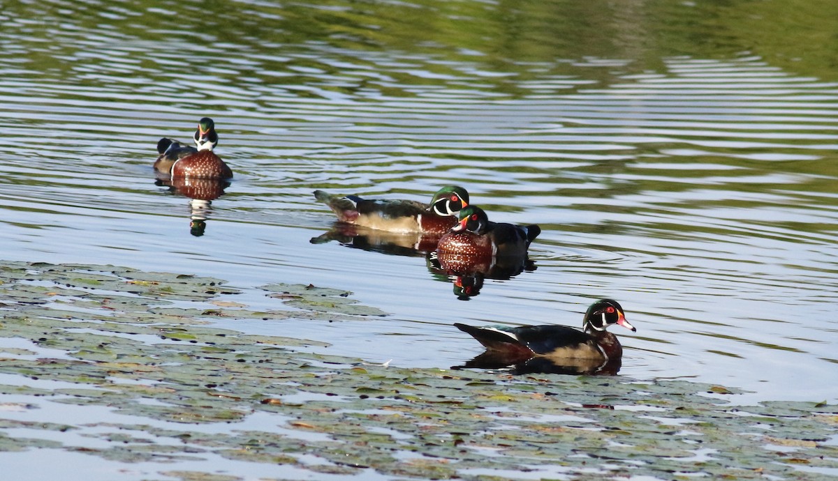 kachnička karolínská - ML641764999