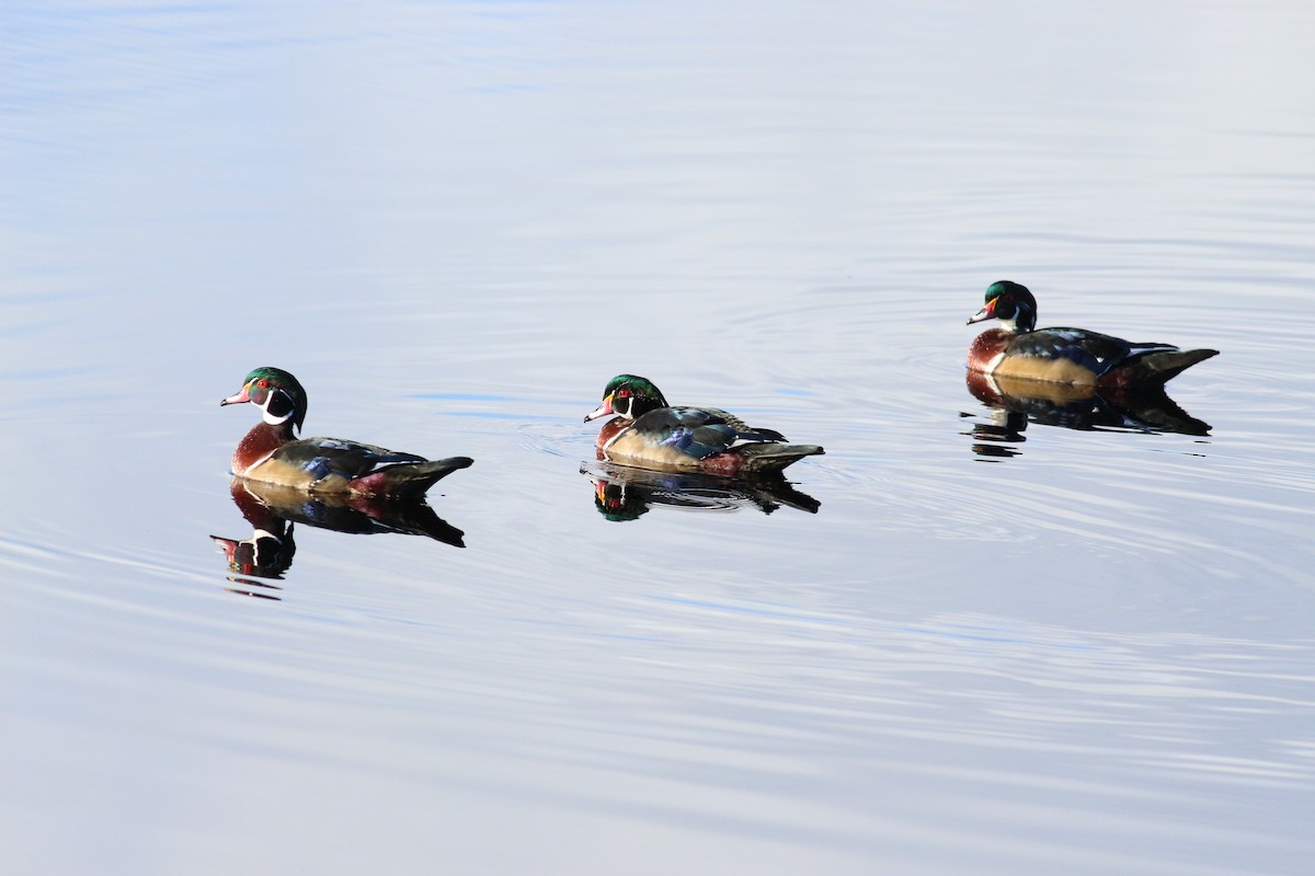 kachnička karolínská - ML641765000