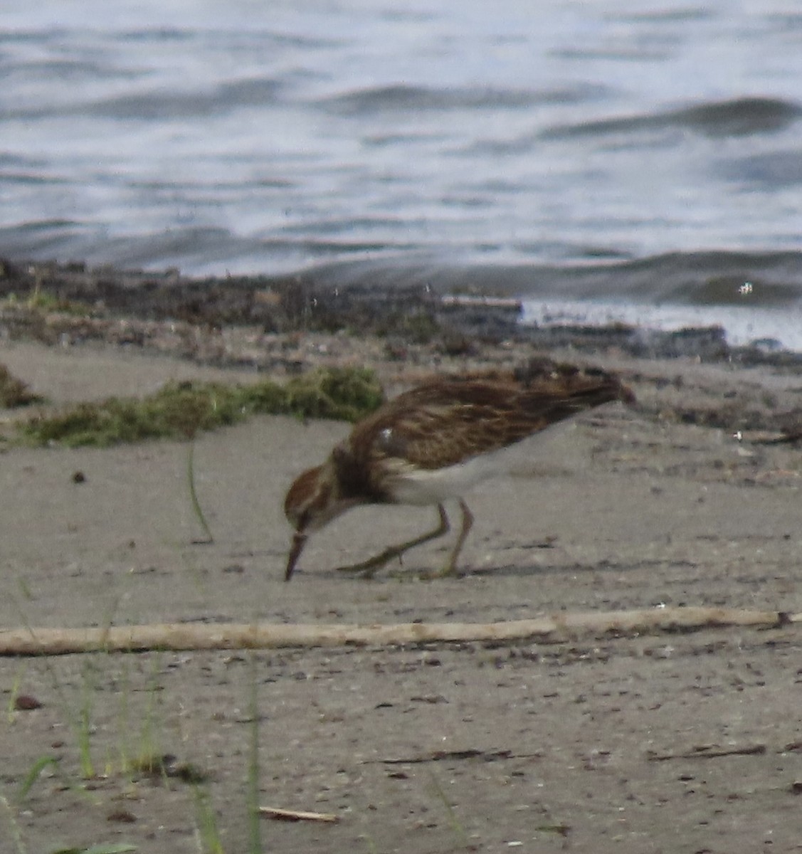 jespák skvrnitý - ML641765019