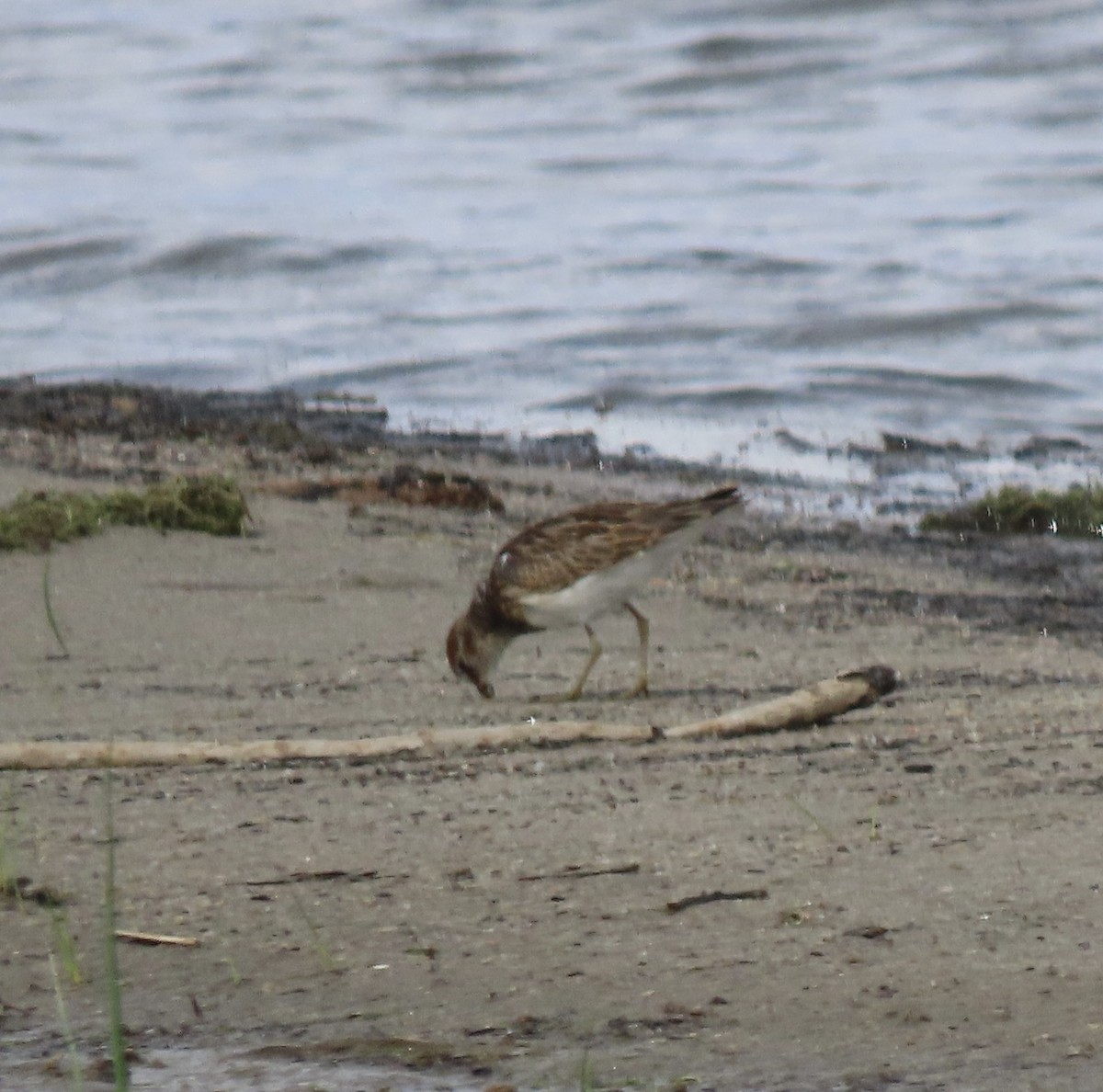 jespák skvrnitý - ML641765021