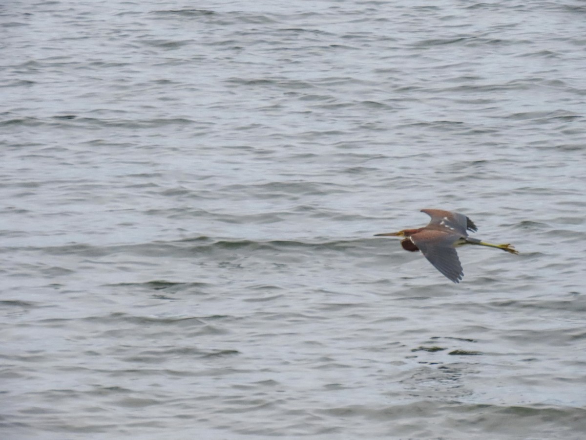 Tricolored Heron - ML641765022