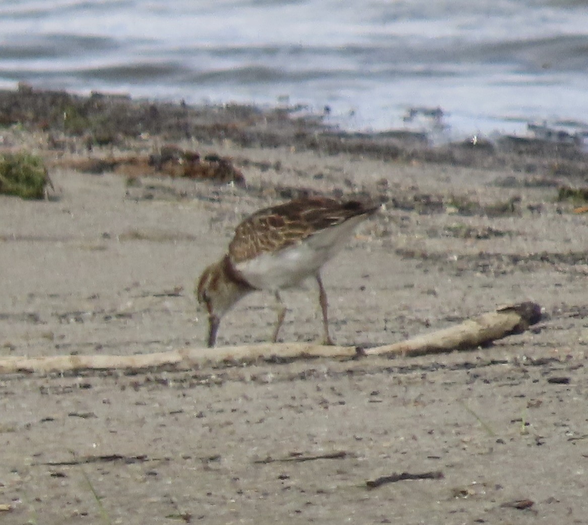 jespák skvrnitý - ML641765032