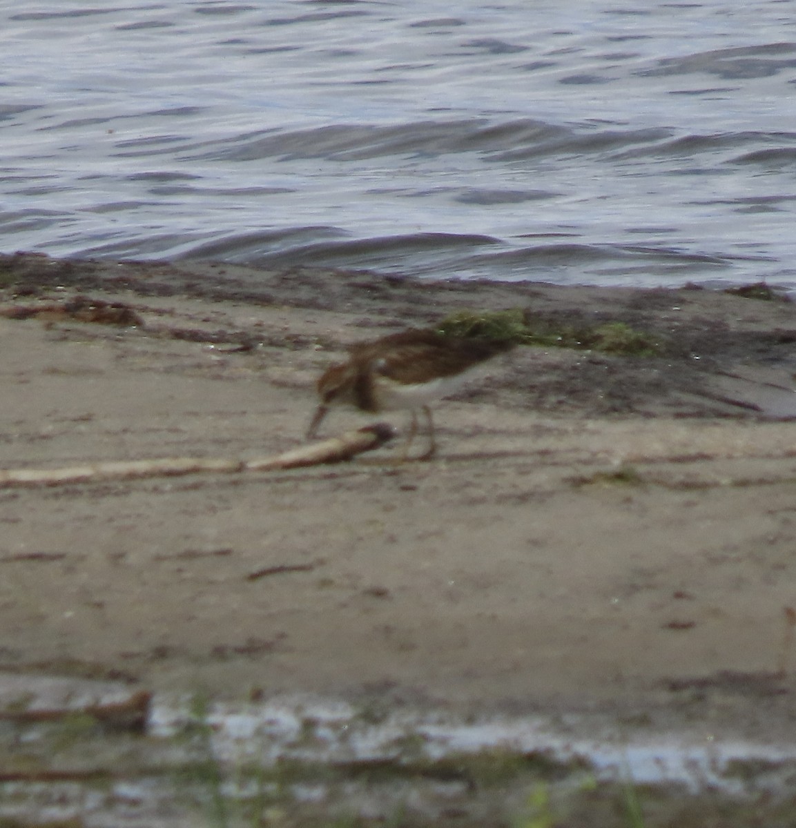 jespák skvrnitý - ML641765034