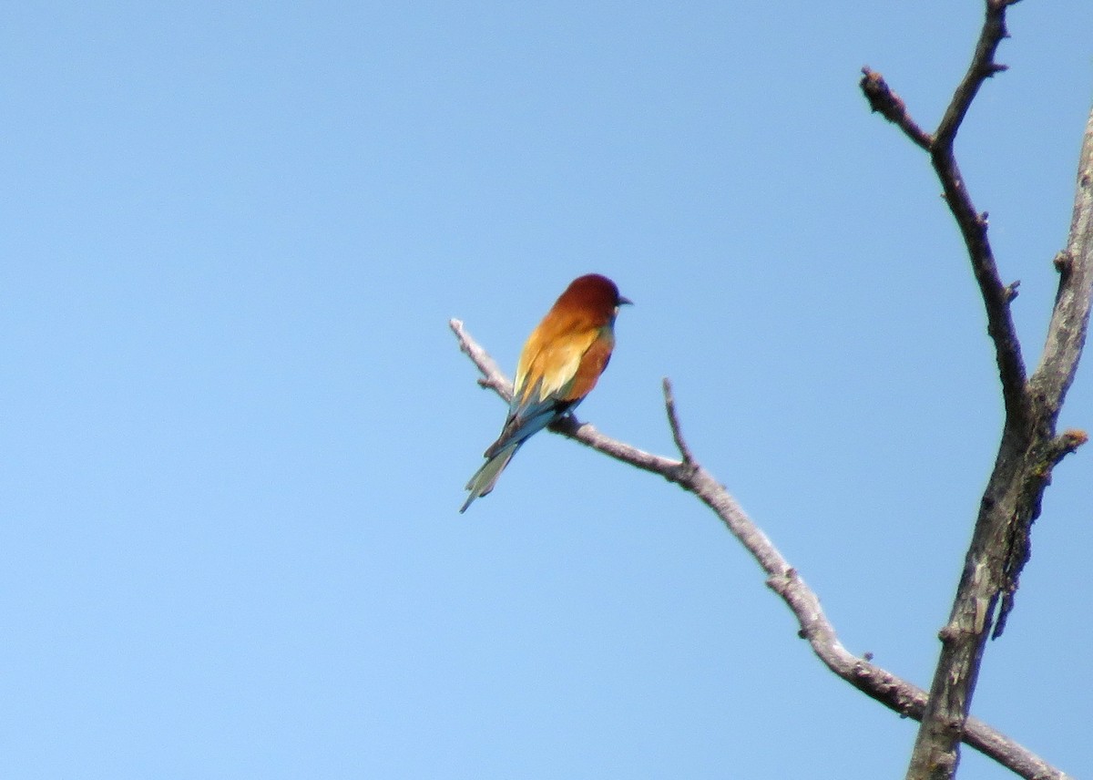 Blue-throated Bee-eater - ML641765037
