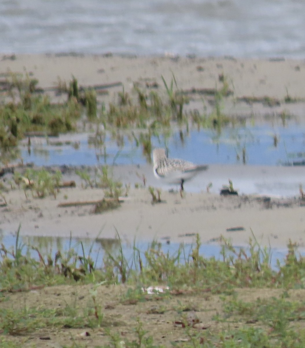 jespák písečný - ML641765045