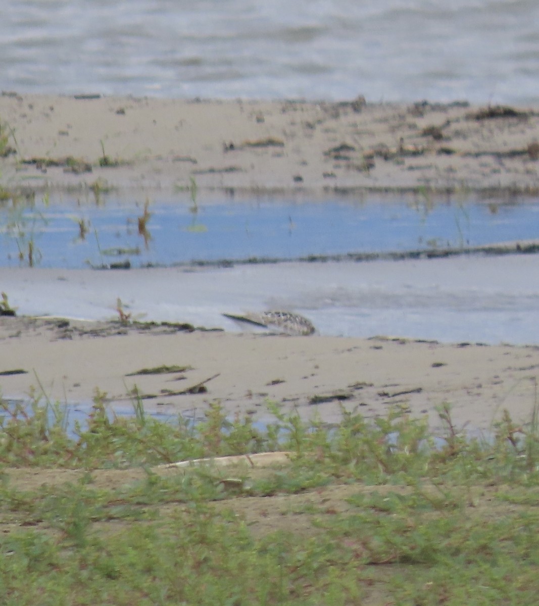 jespák písečný - ML641765051