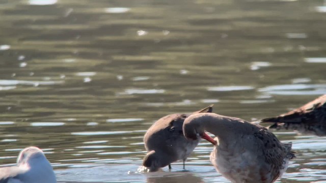 Hudsonian Godwit - ML641765056
