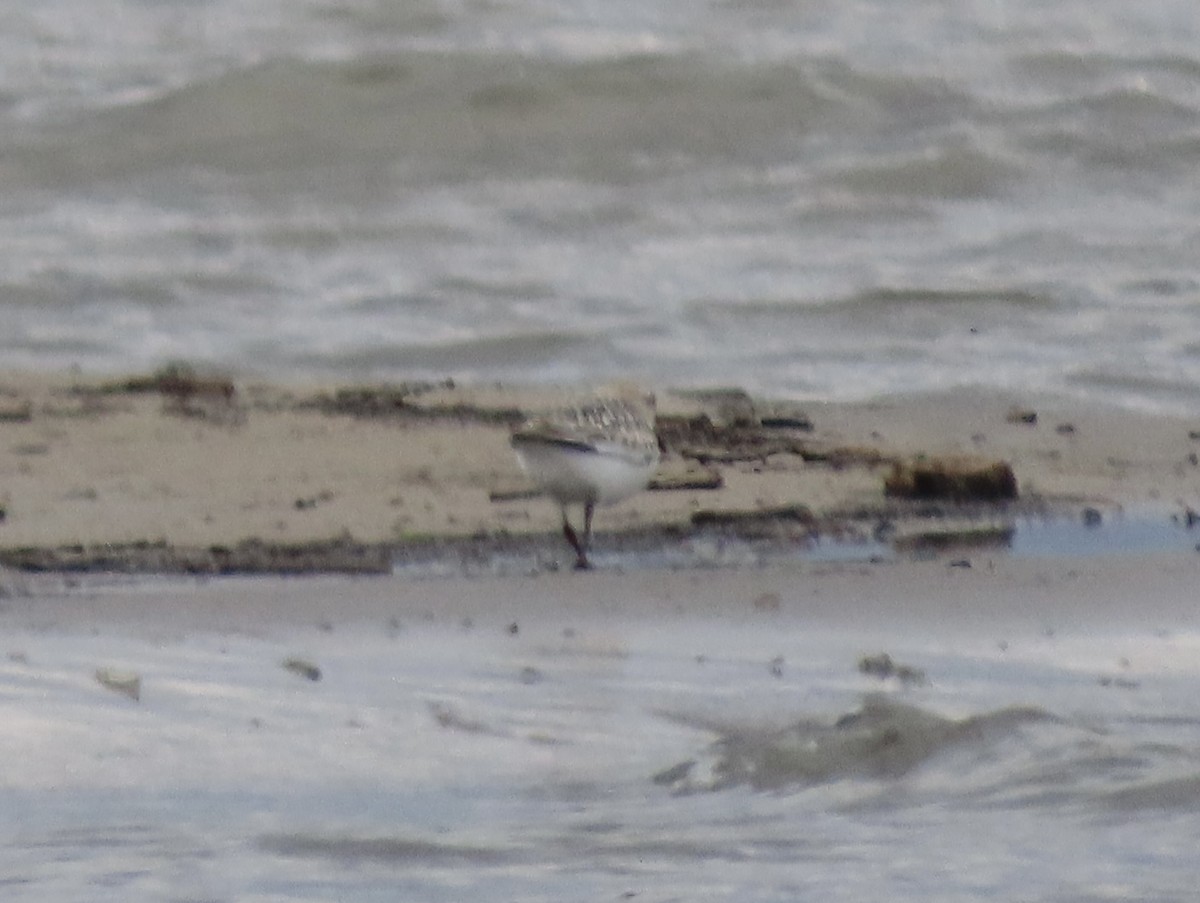 jespák písečný - ML641765067