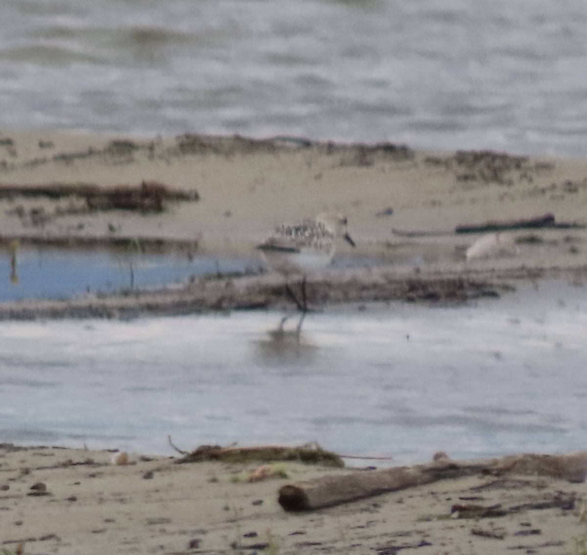 jespák písečný - ML641765069