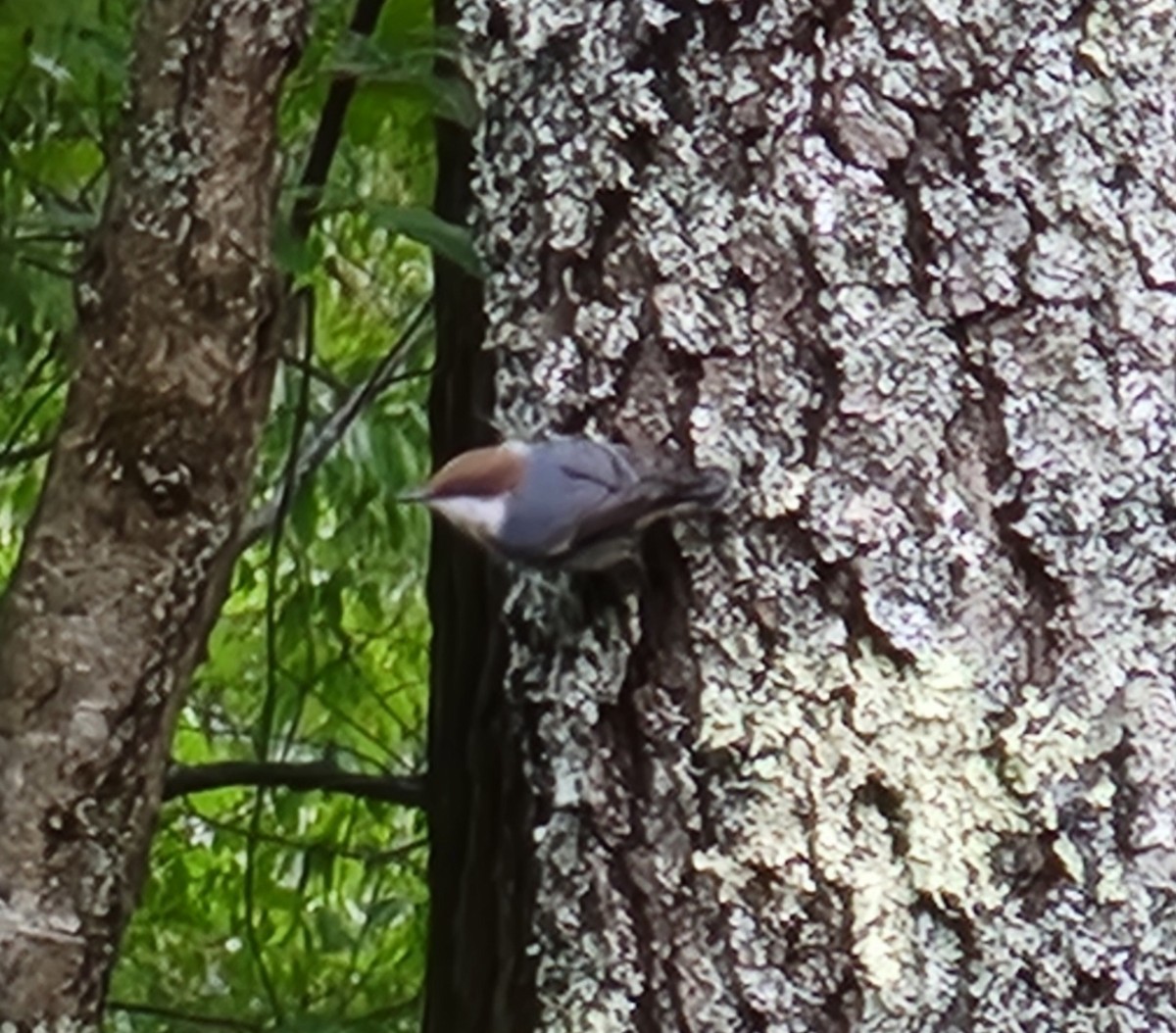 Brown-headed Nuthatch - ML641765089