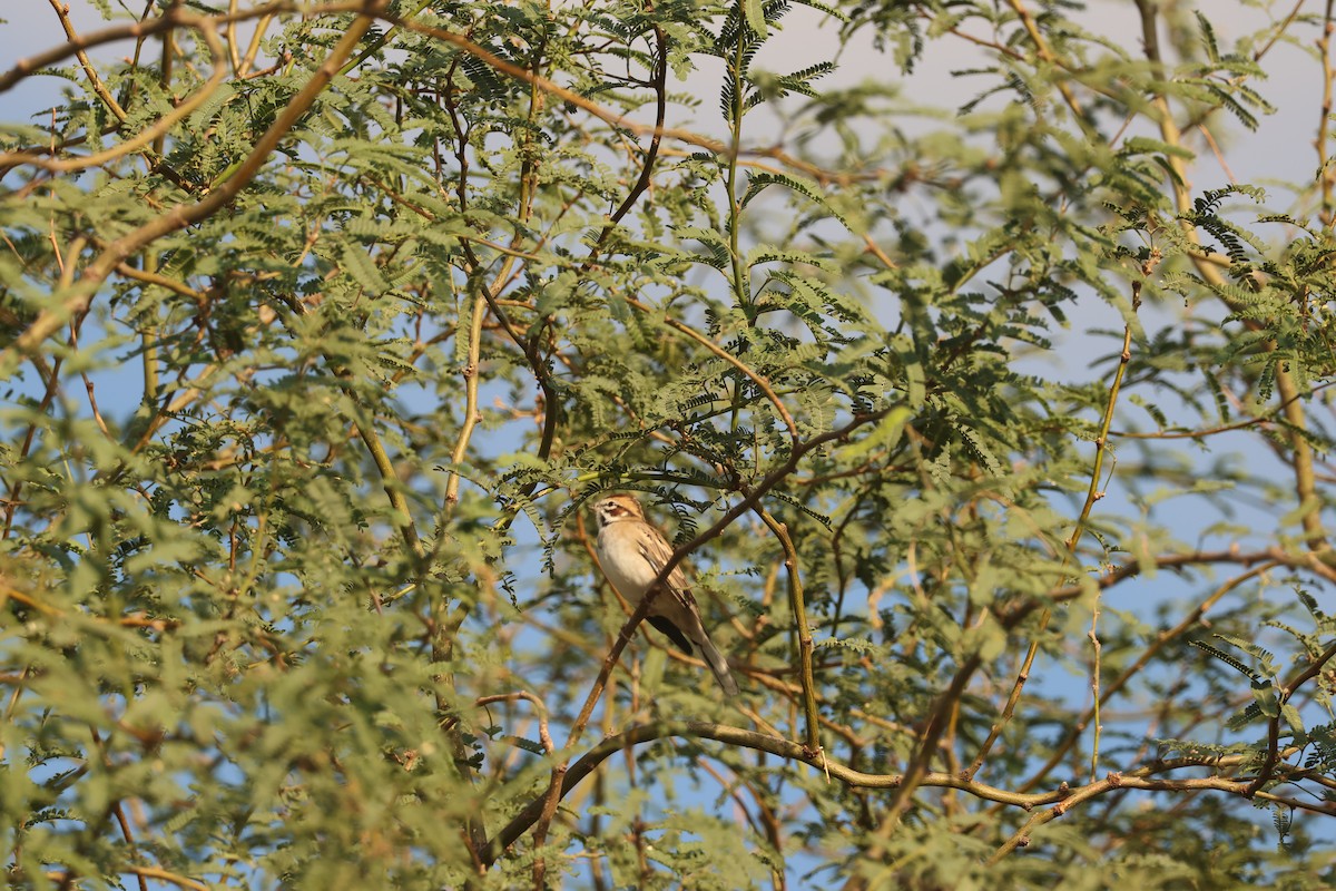 Lark Sparrow - ML641765136