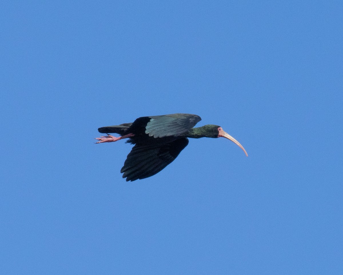 Bare-faced Ibis - ML641765166