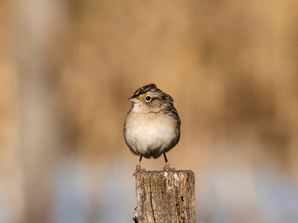 Grassland Sparrow - ML641765205