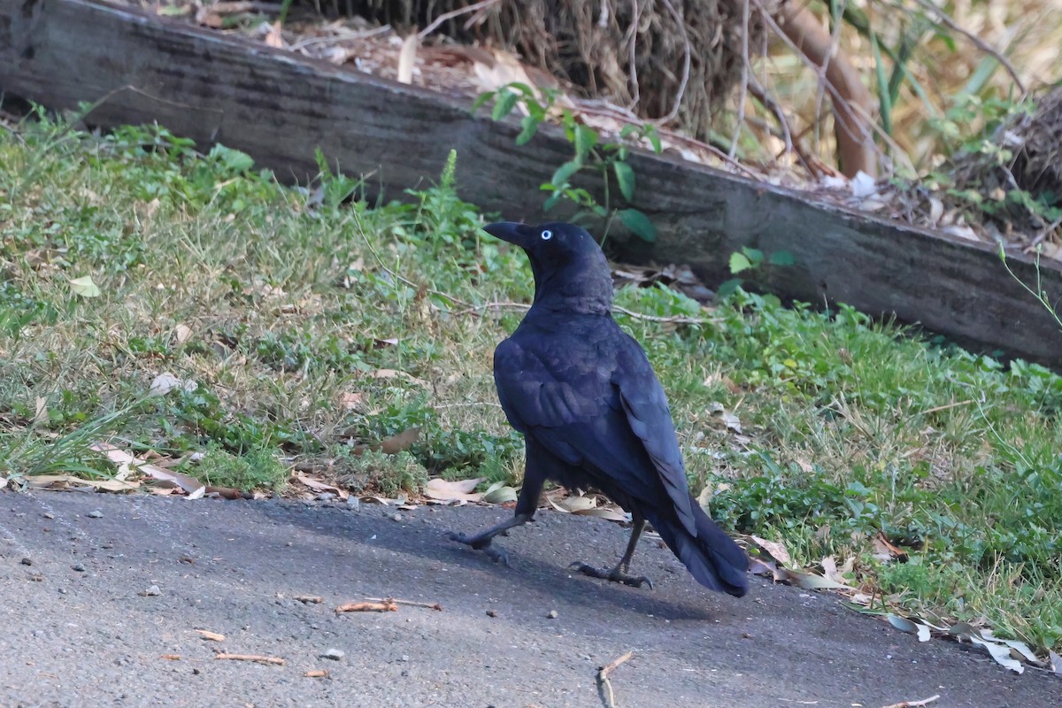 Torresian Crow - ML641765207