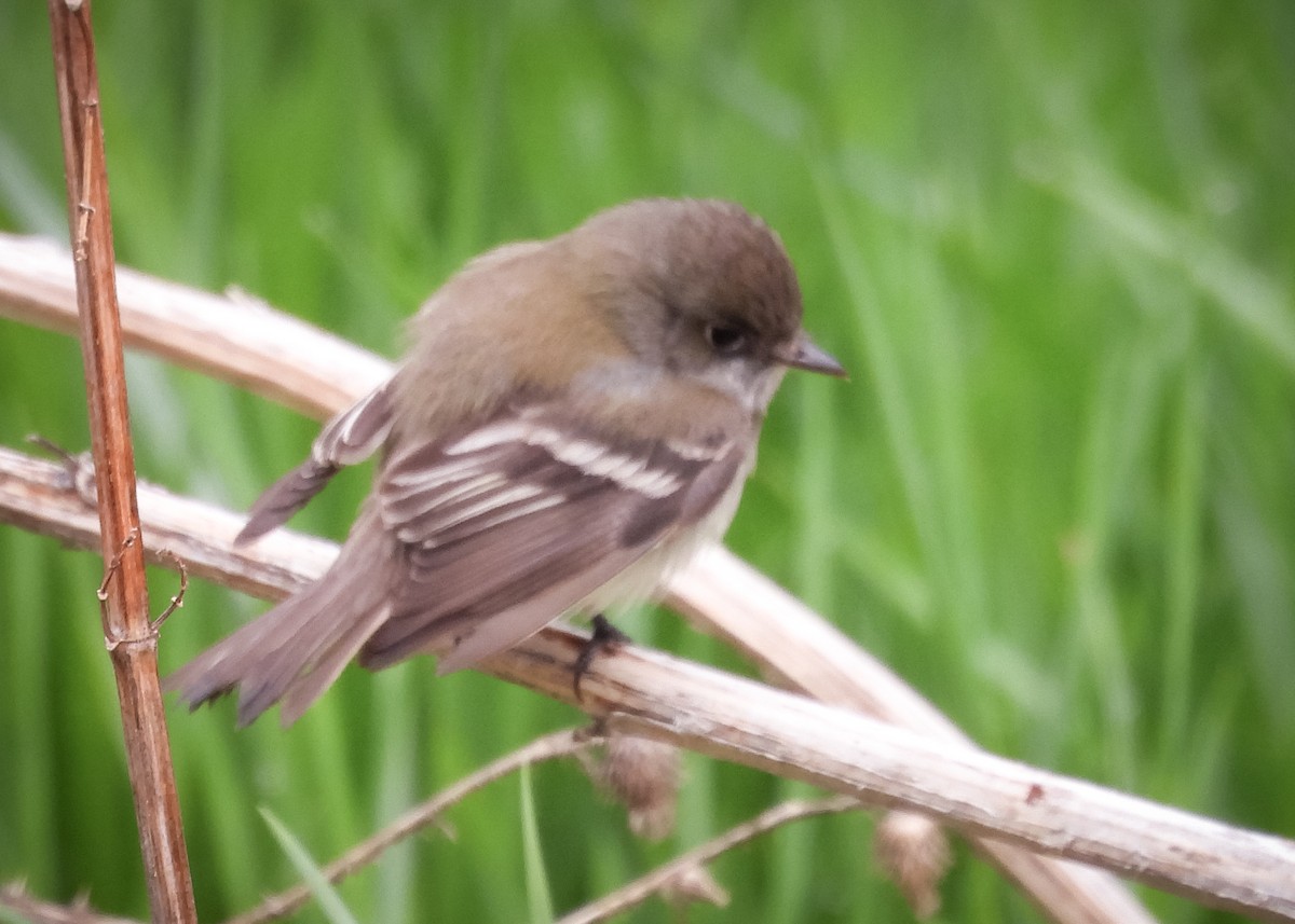 Least Flycatcher - ML641765259