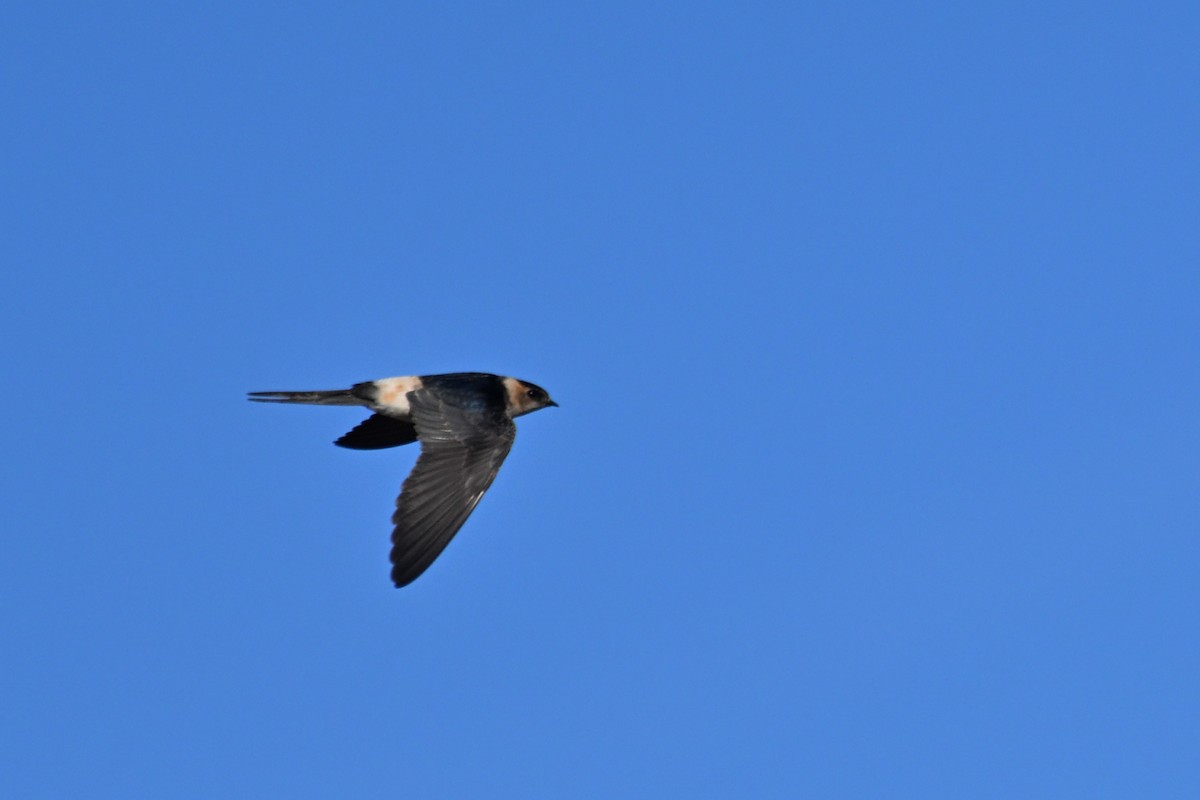 Enara ipurgorri eurasiarra - ML641765275
