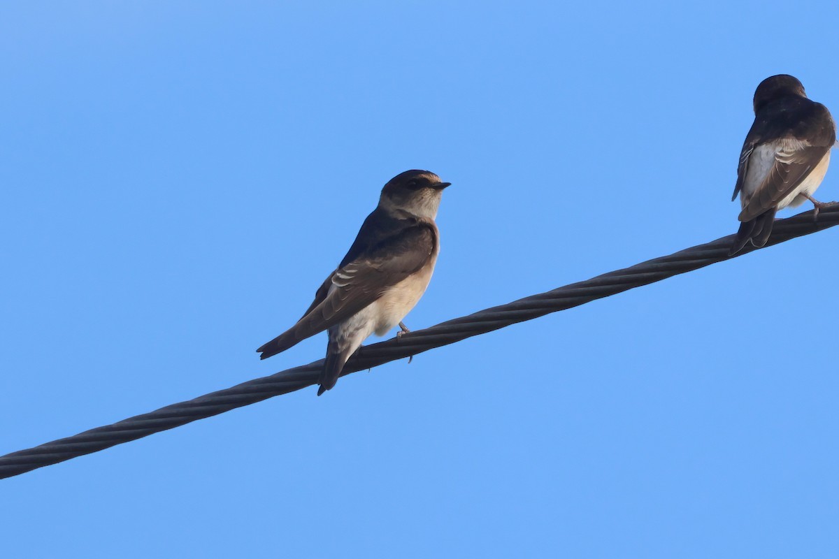Tree Martin - ML641765277