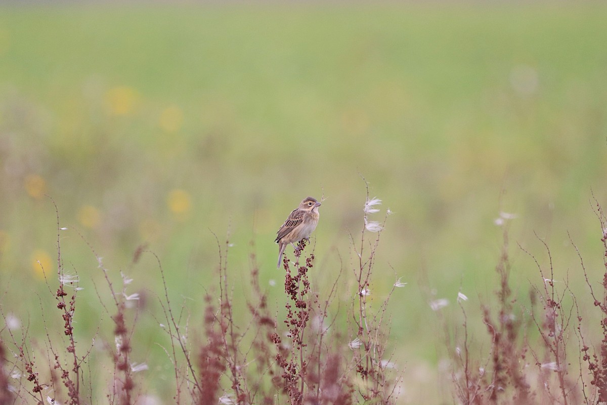 Dickcissel - ML641765283