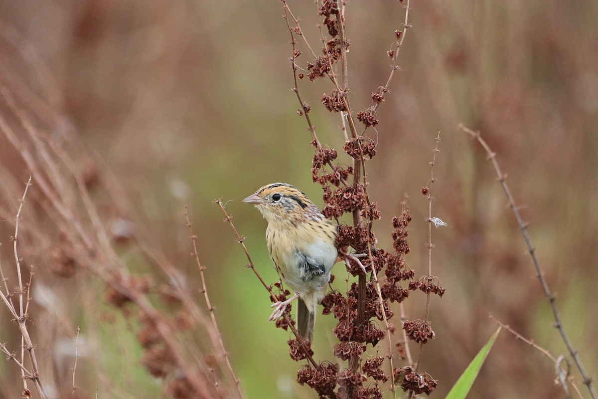LeConte's Sparrow - ML641765288