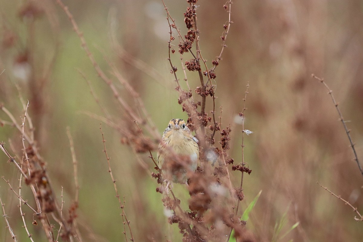 LeConte's Sparrow - ML641765289