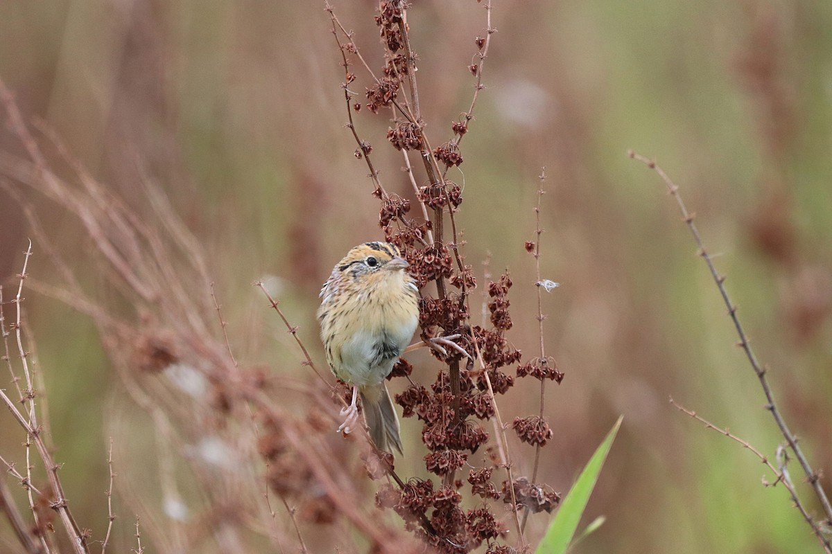 LeConte's Sparrow - ML641765290