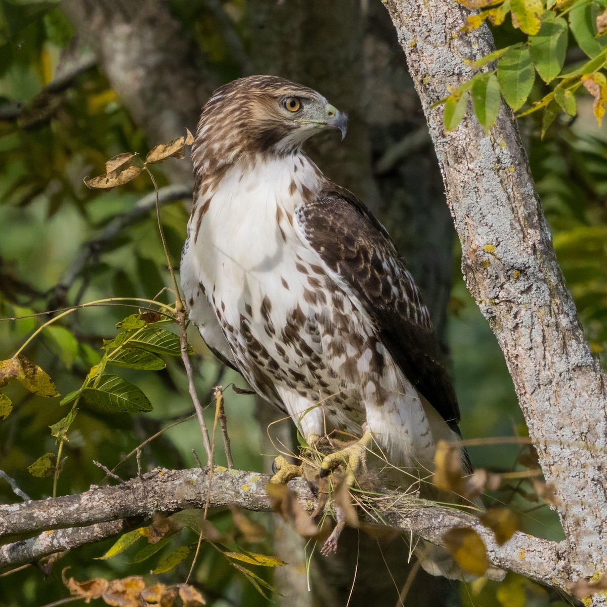 Red-tailed Hawk (borealis) - ML641765291