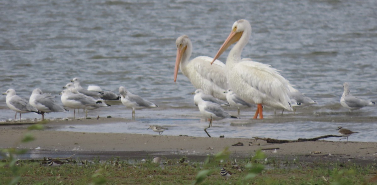 pelikán severoamerický - ML641765293